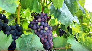 QQ_1757214229987_副本.png