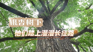 银杏树_副本.jpg